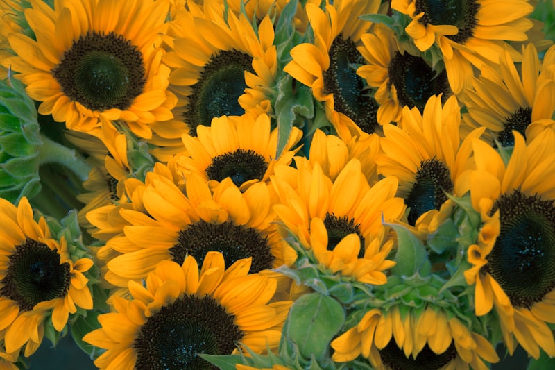 Boutique florale haut de gamme avec fleurs fraîches