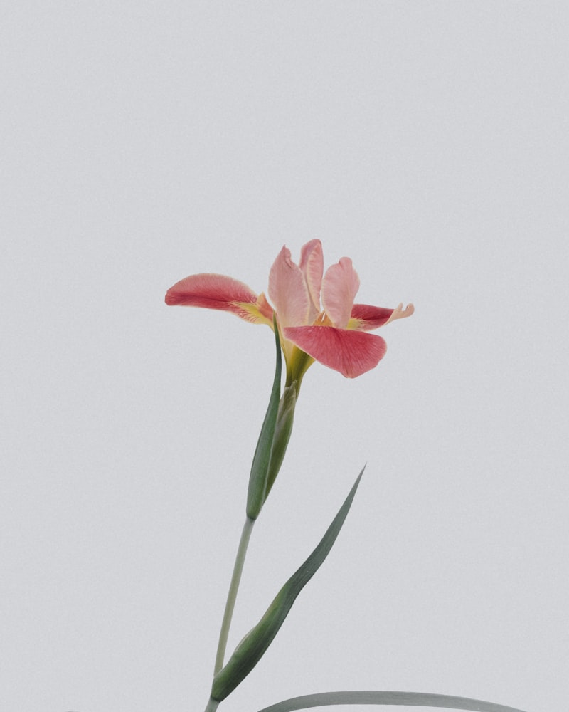 Détail de fleurs fraîches dans des tons naturels