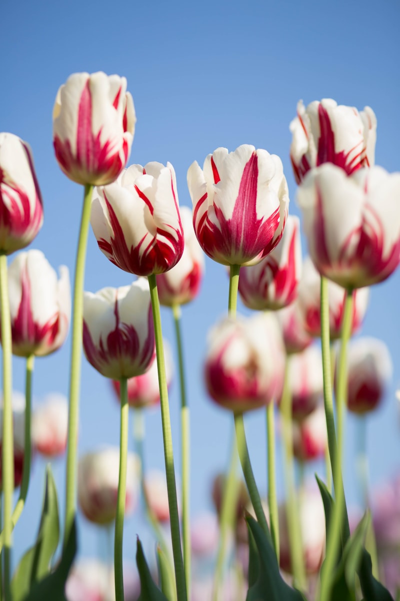 Détail floral artistique aux couleurs naturelles